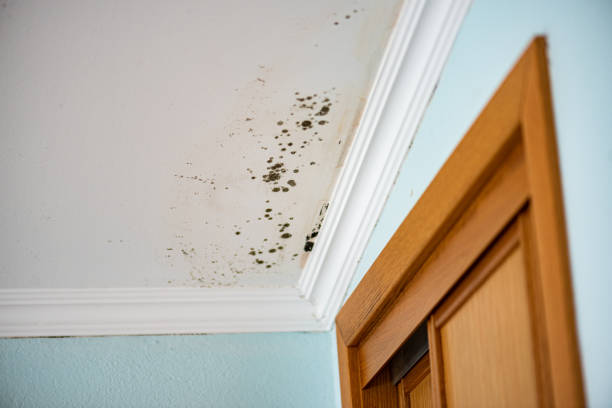 Attic Mold Removal in Baldwin, WI