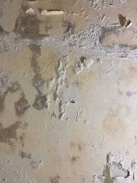 Best Commercial Mold Removal  in Baldn, WI