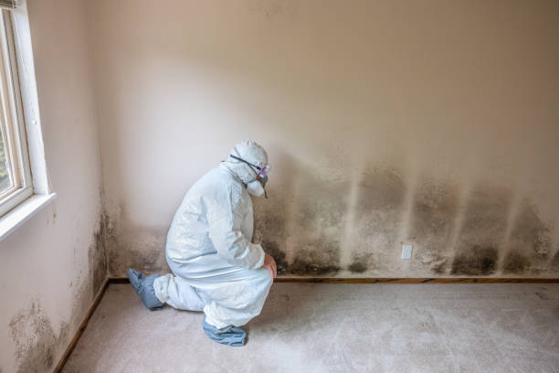 Best Attic Mold Removal  in Baldn, WI