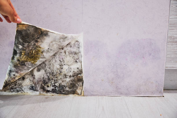 Attic Mold Removal in Baldwin, WI